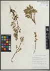 Foto von Salix myrtillifolia Anderson
